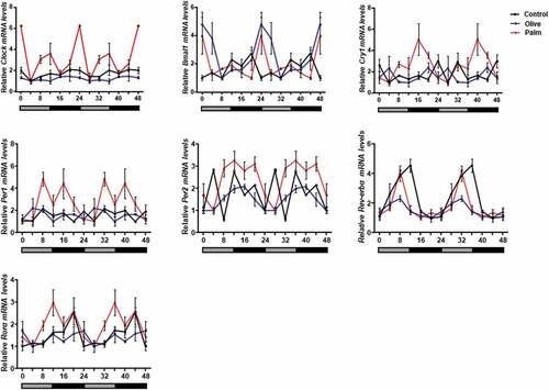 Figure 3. Effect of palm and olive diet on circadian rhythms in mouse epididymal WAT.