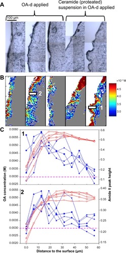 Figure 5 (A) Visible micrographs of control skin sections for two different treatments as labeled. (B) Infrared images of acyl chain perdeuterated oleic acid (OA-d) concentration and distribution in skin for the same sections. (C) Line plots of OA-d concentration and Amide II peak height were compared between the two controls as labeled in B (five adjacent lines of pixels).