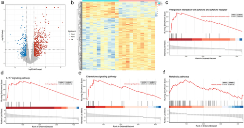 Figure 1. Differential genes expression of obesity samples in the GSE2508 dataset. (a) volcano plot of gene expression changes, red colour indicates upregulated genes and blue colour indicates downregulated genes. (b) heat map of gene expression changes, red colour indicates upregulated genes and blue colour indicates downregulated genes. (c-f) GSEA enrichment trend diagram of obesity samples and normal samples in viral protein interaction with cytokine and cytokine receptor (c), IL-17 signalling pathway (d), chemokine signalling pathway (e), metabolic pathways (f). GSEA, gene set enrichment analysis; IL, interleukin.