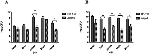 Figure 4. Bacterial loads of tissues. (A) Tissue samples were collected at 24 h post-challenge. (B) Tissue samples were collected at 48 h post-challenge. Data were presented as mean ± standard deviations from five infected ducks. Student’s t-test was used to analyse the data (*P < 0.05, **P < 0.01).