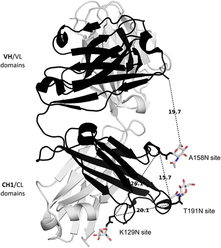 Figure 3. The locations of the de novo glycosylation sites are highlighted on a typical Fab crystal structure of high resolution (PDB code 3MXW at 1.8 Å resolution, heavy chain in black, light chain in white rendering). Shown distances are in Ångstrom units.