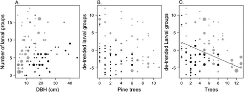 Figure 4. The relationship between (A) The number of larval groups in a tree plotted against DBH, the size of the symbols represents the number of non-host trees in a 4 m diameter around the focal tree (Table 3A); (B) the number of larval groups in a tree (de-trended for DBH) plotted against the number of pine trees in a 4 m diameter. The size of the symbols depicts the number of non-host trees in the 4 m diameter (Table 3B); (C) the number of larval groups plotted against the total number of trees in 4 m diameter. The line represents the trend for the total dataset as estimated by the model (Table 3C). For all graphs, the black symbols represent the observations from the sites in Småland and gray symbols represent the observations from the sites in Uppland.