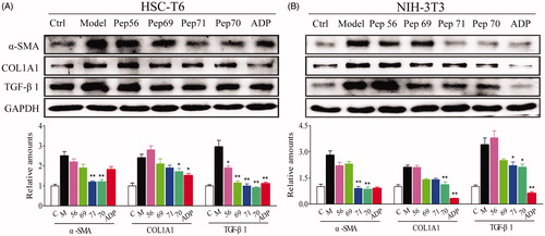 Figure 4. Representative western blot analysis of HSC-T6 (A) and NIH-3T3 (B) cells treated with PBS or 10 μM screened peptides in the presence of 5 ng/ml rat TGF-β1 for 24 h. The protein expression levels of α-SMA, COL1A1 and TGF-β1 were probed. GAPDH served as the loading control, and PBS served as the control (Ctl), while only 5 ng/ml TGF-β1 stimulation served as the model (Model). This experiment was repeated three times under the same conditions, and one representative set of results are presented.