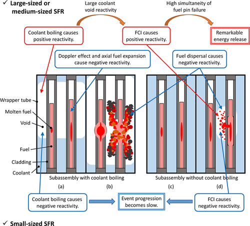 Figure 2. General physical phenomena during the initiating phase. The red and blue frames indicate positive and negative reactivity respectively. In the large/medium SFRs, the physical phenomena that cause the positive and negative reactivities described in the upper part of the figure occur. In the small SFRs, the physical phenomena that cause the negative reactivities described in the lower part of the figure occur.