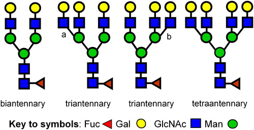 Figure 1  Complex type N-glycan cores present in mammalian ZP. The difference between the two triantennary sequences is the presence of either β1–4 linked GlcNAc (a); or β1–6 linked GlcNAc (b) at the positions indicated.