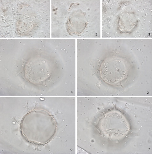 Plate 5. 1–3. Topotype of Spiniferites nodosus (Wall Citation1967) Sarjeant Citation1970 in lateral view, high to low focus. Present width of the central body = 46 µm. 4–7. Topotype of Spiniferites pseudofurcatus subsp. obliquus (Wall Citation1967) Lentin & Williams Citation1973 in ventral view at high to low focus. Central body length 45 µm, central body width = 44 µm. Slides provided by David Wall, photographed by MJH.