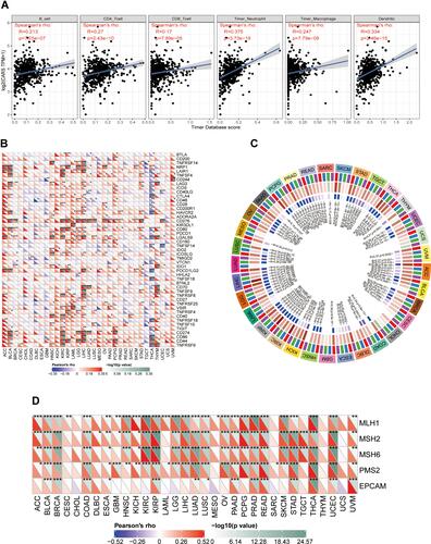 Figure 8 Associations of CARS with immune infiltrations, immune checkpoint molecules, methyltransferases and mismatch repair proteins in ccRCC. (A) Association of CARS with six immune cell infiltration levels in ccRCC (TIMER database); (B) associations of CARS with immune infiltrations, immune checkpoint molecule (*P < 0.05, **P < 0.01, ***P < 0.001); (C) associations of CARS with methyltransferases in ccRCC; (D) associations of CARS with mismatch repair proteins in ccRCC.