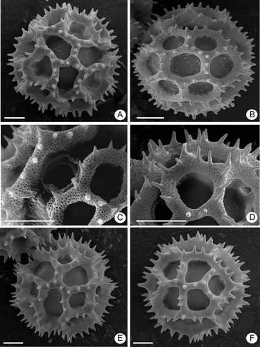 Figure 2. Pollen grains of Lessingianthus (SEM). A– D. Pollen type “B”: A. L. vepretorum, polar view showing the colpi and the absence of polar lacuna; B. L. ibitipocensis, equatorial view, mesocolpium showing the equatorial lacunae; C. L. sellowii, close up of the colpus area with pore; D. L. farinosus, detail of spinae. E–F. Pollen type “B-1”, L. durus: E. Polar view showing the colpi apices; F. Mesocolpium showing the absence of equatorial lacunae. Scale bars – 10 μm.