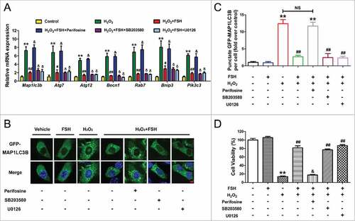 Figure 4. FSH protects GCs from H2O2-induced autophagic PCD through the PI3K-AKT pathway. Primary cultured GCs incubated with or without 200 μM H2O2 for 1 h were then rinsed in PBS, and grown in serum-free medium containing 7.5 IU/ml FSH for 2 h. Perifosine (AKT inhibitor, 10 μM), SB203580 (MAPK14 inhibitor, 20 μM), U0126 (MAPK1/3 inhibitor, 3 μM) was added 30 min before FSH treatment. (A) qRT-PCR was performed to measure the mRNA levels of autophagy-related (Atg) genes in GCs. Expression data were normalized to that of Actb. ** Represents P < 0.01 compared with the control group. # Represents P < 0.05 compared with H2O2-only-treated cells. ## Represents P < 0.01 compared with H2O2-only-treated cells. & Represents P>0.05 compared with H2O2-only-treated cells. δ Represents P > 0.05 compared with H2O2+FSH group. (B) Formation of GFP-MAP1LC3B vacuoles (puncta) was determined as described above. Bar: 5 μm. (C) Quantification of GFP-MAP1LC3B puncta per cell. Experiments were repeated in triplicate, and 3 fields of each coverslip were selected in random for counting. Data represent mean ± S.E; n = 3 in each group. ** Represents P < 0.01 compared with the control group. ## Represents P < 0.01 compared with H2O2-only-treated cells. NS, not significant, P > 0.05. (D) The determination of cell viability using the CCK-8 assay. Data represent mean ± S.E; n = 3. ** Represents P < 0.01 compared with the control group. ## Represents P < 0.01 compared with H2O2-only-treated cells. & Represents P > 0.05 compared with H2O2-only-treated cells.