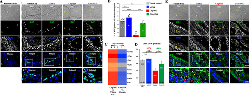 Figure 2 Spermatogenesis was affected by cisplatin but can be rescued upon nHNK treatment. (A) Ki67, a cell proliferation marker, was used to evaluate testicular cell proliferation ability. Compared with the control testis, weak to no Ki67 signal can be detected in cisplatin testis; however, after nHNK treatment, the restoration of Ki67-positive cells was observed (B). Quantitative analysis showed a significant decline in Ki67-positive cells in the cisplatin group (37.7%, 46.2%, and 3.8% in control, nHNK alone, and cisplatin group, respectively), respectively a significant recovery in the percentage of Ki67-positive cells was measured after nHNK treatment (32.5%). (C) Genes previously known to be responsible for spermatogenesis, such as Clgn, Dazl, Kif11, and Ide, were down-regulated in cisplatin-injured testis and up-regulated after nHNK treatment. (D) Compared with the control and nHNK group which ~700-740x106 sperm/mL can be measured, cisplatin testis produced significantly lower number of sperm cells (403x106 sperm/mL, 41% decline). nHNK treatment partially restored sperm production (597x106 sperm/mL, 48% increase). (E) Besides disruption of regular spermatogenic layers, kinesin family member 11, one of the marker proteins for spermatogonia and the process for spermatogenesis, was diminished from spermatogonia (marked in red asterisks) and spermatogenic cells (marked in yellow arrowheads) after cisplatin injection. Re-appearance of the KIF11 signals on both spermatogonia and spermatogenic cells can be detected after nHNK treatment. (B) indicated the basal layer of the seminiferous tubules, and L indicated the positive of the lumen. Representative images were presented, and 16 images were evaluated in each group. Bars represent standard deviation (S.D.), and results were presented as mean ± standard deviation (S.D.). *p<0.05, ***p<0.001, ****p<0.0001.