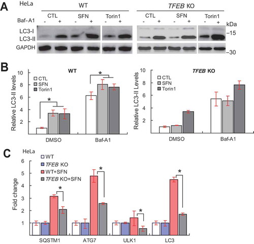 Figure 6. TFEB is required for SFN-induced autophagic flux. (A) Western blot analysis of LC3-II protein expression in SFN (15 μM, 9 h)-treated WT and TFEB KO HeLa cells in the presence and absence of Baf-A1 (0.5 μM). Torin1 (1 μM) was used as a control to induce autophagy. (B) Quantitative analysis of LC3-II levels under various experimental conditions shown in A. from n = 5 independent experiments. (C) The effects of TFEB KO on SFN (15 μM, 9 h)-induced expression of autophagic genes in HeLa cells (n = 3 independent experiments). For all panels, data are presented as mean ± s.e.m.; *P < 0.05, ANOVA