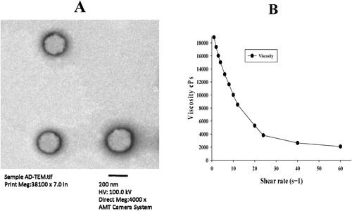 Figure 4. (A), Transmission electron microscopy (TEM) image of AmB-PTM-NIO (6000X). (B) Evaluation of the effect of AmB-PTM-NIO shear rate on viscosity.