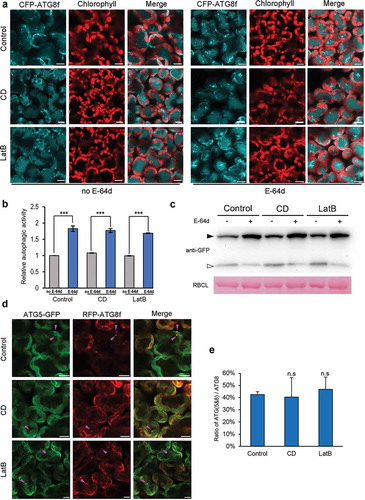 Figure 1. Treatment of leaves with anti-microfilament drugs for 4 h has no influence on nocturnal autophagy. (a) Representative confocal images of CFP-ATG8f-labeled autophagic structures in leaves subjected to treatment with 20 μM CD or 25 μM LatB for 4 h in the absence (left) or the presence (right) of E-64d. 100 μM E-64d was pre-infiltrated into leaves to allow 12-h inhibition of vacuolar proteases before imaging in the middle of the dark cycle (dark 4 h, short for D4). CFP-ATG8f is in cyan and chloroplasts are in red. Scale bars: 10 μm. (b) Relative autophagic activity in leaves. The autophagic activity in non-drug-treated leaves (control) without E-64d was set to 1.0. More than 200 cells were quantified in each treatment. Values represent means ± SE were from 5 independent experiments. Student’s t test was used to determine the significant difference (***, p < 0.001). (c) GFP-ATG8 processing assay showing autophagy level of each treatment. ProATG8f::GFP-ATG8f was overexpressed for 48 h. GFP-ATG8f and GFP were detected using Anti-GFP antibody. Open and closed arrowheads indicate the GFP and GFP-ATG8f band, respectively. Large subunit of RuBisCO (RBCL) stained by Ponceau indicates equal loading (lower panel). (d) Representative images showing colocalizations of ATG5-GFP-labeled phagophore with RFP-ATG8f-labeled autophagic structures in leaves. Images were taken in the middle of the dark cycle (dark 4 h). ATG5-GFP is in green and RFP-ATG8f is in red. Colocalized structures are indicated by magenta arrowheads. Scale bars: 10 μm. (e) Ratio of ATG5-ATG8-colocalized structures to RFP-ATG8f-labeled autophagic structures. More than 100 cells were quantified in each treatment. Values represent means ± SE from 3 independent experiments. n.s means no significant difference (Student’s t test, p > 0.05).