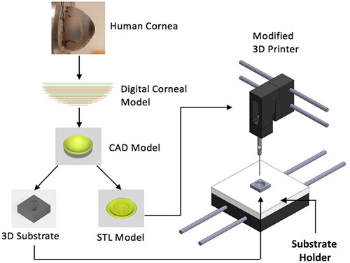 Figure 1. Schematic showing the low-cost cornea bioprinting process. A digital corneal model was derived from patient data and was used for generating CAD models of both corneal scaffolds and support molds. A modified desktop 3D printer was used to print cornea structures with the aid of the support mold. A mold holder was used in conjunction with a custom start G-code to facilitate the initial positioning.