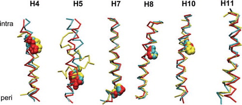 Figure 4.  Superimposed snapshots of helices H4, H5, H7, H8, H10 and H11. The colour scheme is: cyan = helix from the X-ray structure of GlpT; red = helix from GlpT simulation at t = 15 ns; and yellow = helix is from the isolated helix simulation at t = 10 ns. Proline residues are shown in space-fill format. The intracellular and periplasmic ends of the helices are denoted by ‘intra’ and ‘peri,’ respectively.