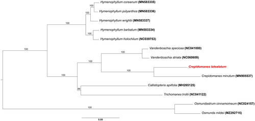 Figure 3. Phylogenetic tree of Crepidomanes latealatum and related taxa inferred from maximum likelihood analysis based on the 88 coding genes sequences. The outgroup was Osmundastrum chinnamomeum (NC 024157; Kim et al. Citation2014) and 5 genera of the family Hymenophyllaceae were included together with osmunda mildei (MZ292715). the bootstrap supporting values are described on the branches. The position of C. latealatum is indicated in red. The following sequences were used: MN583336 for hymenophyllum polyanthos (Kim and Kim Citation2020), MN583335 for H. coreanum (Kim and Kim Citation2020), MN583337 for H. wrightii (Kim and Kim Citation2020), MN039753 for H. holochilum (Kuo et al. Citation2018), NC063573 for Crepidomanes minutum, NC041000 for Vandenboschia speciosa (Ruiz-Ruano et al. Citation2019), NC060609 for V. striata (Wang et al. Citation2022), MH265125 for callistopteris apiifolia, and NC041122 for Trichomanes trollii (Lehtonen Citation2018).