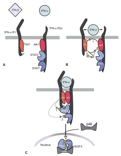 Figure 1 Signaling pathways activated during engagement of the type I IFN receptor. IFNα-R1 and IFNα-R2 bind to Tyk2 and Jak1 respectively. After the phosphorylation of the receptor molecule, signal transducers and activators of transcription (Stats) are activated.