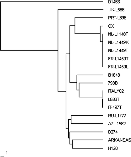 Figure 4.  Phylogram to show the relationship between the genotypes detected in this survey and standard IBVs.