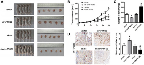 Figure 5 CircPTCD3 promoted the growth of breast cancer cells in vivo. Xenograft tumor model was established by subcutaneously injecting MCF-7 cells stably expressing sh-circPTCD3 or negative control in the dorsal flank area of nude mice. (A) The picture of the nude mice and the tumors in each group. (B) The growth curve of the tumor in the different groups. (C) The weight of the tumors in each group were calculated. (D) IHC was used to detect the ki67 expression (×100). n=5, *P< 0.05, compared with the biotin-nc, #P< 0.05, compared with the vector group.