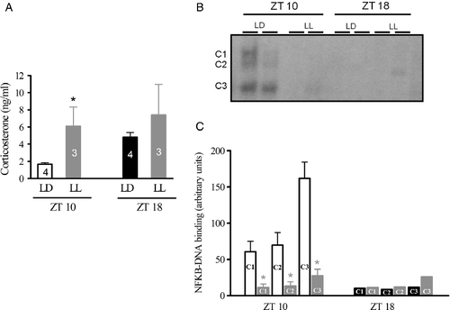 Figure 4.  Effects of constant light on plasma corticosterone levels (ng/ml) and the pineal nuclear translocation of NFKB in Syrian hamsters. Animals were kept under a 14:10-h light–dark cycle (LD, white/black bar) or constant light (LL, gray bar) for 34 or 42 h and were killed at ZT10 or ZT18, respectively. (A) Plasma corticosterone levels were measured by RIA. Each bar represents mean ± SEM of the N animals indicated. (B) Representative autoradiogram of a typical EMSA showing the NFKB complex contents (C1, C2, and C3) under LD or LL conditions. (C) Densitometric analysis of the NFKB complex under these conditions. Each bar represents the mean ± SEM of 4–6 glands. Data were analyzed by a Student's t-test and one-way analysis of variance followed by a Newman–Keuls test. *P < 0.05, LL compared to LD at ZT10.