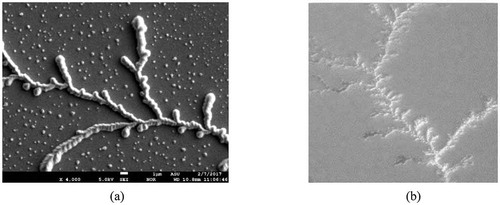 Figure 8. (a) Electron micrograph of a silver dendrite grown on an Ag-Ge-Se solid electrolyte, showing the microscale topography of this electrodeposited structure. The size bar is 1 µm. (b) Polarizing microscope image of silver dendrite grown on an Ag-Ge-Se solid electrolyte. The field is about 2 mm across