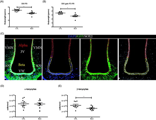 Figure 1. ELS reduces the number of β-tanycytes in the hypothalamus of adult male mice. The ELS paradigm consisting of limited nesting/bedding-material results in significant reductions in body weight (A) and body weight gain between P2 and P9 (B). In the hypothalamus, tanycytes were co-labeled with GFP and SOX2 (C). Nuclear DNA was labeled with DAPI. α-tanycytes and β-tanycytes were quantified in the hypothalamic areas outlined dashed lines. Adult mice exposed to ELS between P2 and P9 showed a significant decrease in the number of β-tanycytes (E), while no differences in the numbers of α-tanycytes were observed (D). BW: body weight; *p < 0.05.