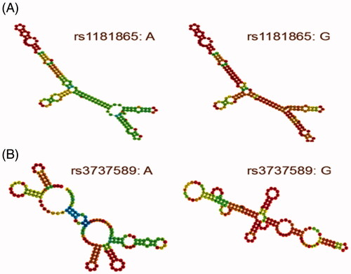 Figure 1. the RNAfold algorithm in silico predicting the impact of rs1181865 (A) and rs3737589 (B) on the local secondary structure of TP73-AS1.