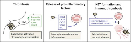 Figure 1. The pro-inflammatory roles of platelets in cancer. Platelets contribute to cancer-associated inflammation in several ways. Enhanced platelet activation in the presence of a tumor elevates the risk for thrombosis (left panel). Intravascular thrombi may cause vessel occlusion, impair vascular perfusion, and cause endothelial activation with upregulation of adhesion molecules such as E-selectin, P-selectin, ICAM, and VCAM. These receptors mediate leukocyte extravasation into the tissue but can also directly or indirectly promote extravasation of cancer cells. Activated platelets degranulate and secrete pro-inflammatory factors, such as CXCL5 and CXCL7, contributing to leukocyte recruitment (middle panel). Platelets can promote formation of neutrophil extracellular traps (NETs) and associated immunothrombosis via release of platelet granule cytokines, as well as direct contact with neutrophils via cell surface receptors (right panel). NETs contribute to systemic effects of cancer by promoting metastasis, thrombosis, and organ failure.