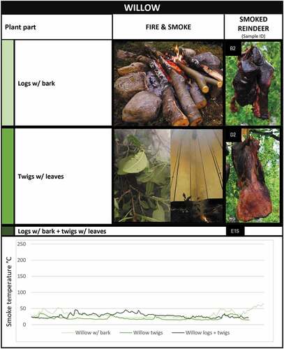 Figure 6. Smoke temperature graphs and photographs of the smoking fires and related reindeer meat cuts smoked with willow logs with bark; willow twigs with leaves; and willow logs with bark combined with twigs with leaves in the lávvu-laboratory.