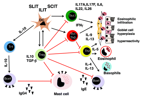 Figure 1. Mechanisms of allergen-specific immunotherapy: Subcutaneus and sublingual immunotherapy initially affects antigen-presenting cells at the side of administration and in the draining lymph nodes. This leads to the induction of Treg cells via so far not completely understood mechanisms. Treg cells in turn exert potent inhibitory effects by using multiple mechanisms. They antagonize the inflammatory properties of effector Th1cells (epithelial cell activation and apoptosis), Th2 cells (epithelial inflammation, mucous secretion, mast cell, eosinophil and basophil activation, IgE production) and Th17 cells (epithelial inflammation, chronic neutrophilic inflammation). Moreover, they contribute to the generation of IgG4 and the suppression of specific IgE, induce tolerogenic DCs while suppressing inflammatory DCs and display, directly and indirectly, suppressive effects on mast cells, eosinophils, basophils and resident tissue cells mediating chronic tissue remodeling.