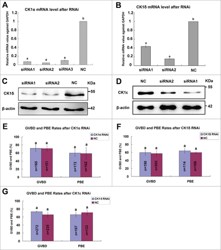 Figre 4. Individual effect of CK1α, CK1δ or CK1ε knock down on oocyte meiotic progression. Oocytes at GV stage were microinjected with siRNAs (30 μM) against CK1α, CK1δ and CK1ε, respectively. The same amount of negative control siRNA (NC) was injected as control. After 24 hours of arrest at GV stage, oocytes were collected and used for RNAi efficiency measurement at mRNA level or protein level. (A, B) The knockdown efficiency of CK1α and CK1δ siRNAs at mRNA level. The relative mRNA level of CK1α (A) or CK1δ (B) compared to NC group was measured by real-time quantitative PCR. Different superscript letters indicate statistical difference (p < 0.05). (C, D) Western blot analysis showed the knockdown efficiency of CK1δ (C) and CK1ε (D) siRNAs at protein level. A total of 100 oocytes were collected per sample. (E-G) 30μM CK1α-siRNA2 (E), CK1δ-siRNA2 (F) and CK1ε-siRNA1 (G) was microinjected into GV oocytes, respectively. The same amount of NC siRNA was microinjected as control. After 24 hours arrest at GV stage, oocytes were released to fresh M16 medium and cultured for 14 hours. The GVBD rates and PBE rates were calculated, respectively. Data are presented as mean±s.e.m. The same superscript letters indicate no statistical difference (p > 0.05).