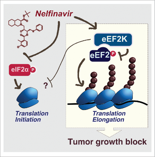 Figure 1. Translational control by Nelfinavir. Nelfinavir inhibits translation initiation by triggering the phosphorylation of eIF2α. Moreover, Nelfinavir promotes the activation of the kinase eEF2K leading to the phosphorylation of the elongation factor eEF2, thereby blocking its ability to promote translation elongation. In addition eEF2K activation may affect a yet to be defined step in the initiation process. EEF2K activation by Nelfinavir dampens tumor growth.