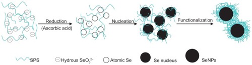 Figure 5 Functionalization of selenium nanoparticles with Spirulina polysaccharide.Abbreviations: Se, selenium; SeO32−, selenite; SeNPs, selenium nanoparticles; SPS, Spirulina polysaccharide.