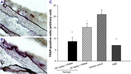 Figure 5 Tartrate resistant acid phosphatase staining on murine pouch with calvaria implantation at 7 days (200×).