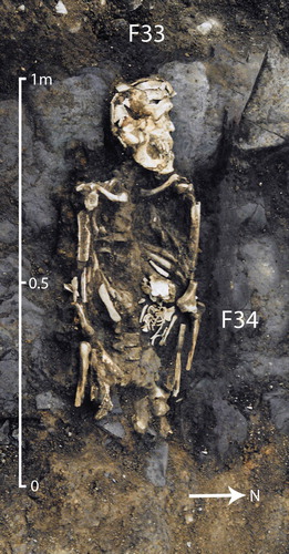 Figure 5. The remains of an infant of 40 weeks gestation (F 34) found associated with a middle-aged male (F 33) at Stacumny, Co. Kildare. The male skeleton displayed bilateral compression and it is possible that he and the infant had been wrapped together inside a single shroud (photograph courtesy of Eoin Halpin).