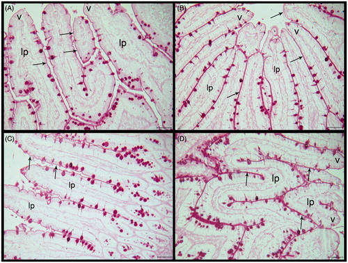 Figure 4. (A–D) Histological sections of the small intestine tissue of the experimental groups. (A) Control, (B) HED group, (C) HED + PLE group, and (D) PLE group. Villus (V), lamina proprea (lp), and brush border membranes (→). Periodic acid-Schiff, scale bar: 50 μm.