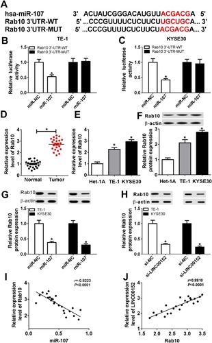 Figure 6 Rab10 directly interacted with miR-107 in ESCC. (A) The putative binding sites between miR-107 and Rab10 3ʹUTR were shown, as well as the mutant sequences. (B, C) The luciferase activity of Rab10 3ʹUTR-WT or Rab10 3ʹUTR-MUT reporter was detected by dual-luciferase reporter assay. (D–F) The mRNA and protein levels of Rab10 in ESCC tissues and cells were tested by qRT-PCR and Western blot assay. (G, H) The protein level of Rab10 in TE-1 and KYSE30 cells transfected with miR-107 (miR-NC) or si-LINC00152 (si-NC) was assessed by Western blot assay. (I and J) The correlation among the expression of Rab10, miR-107 and LINC00152 was shown. *P<0.05.