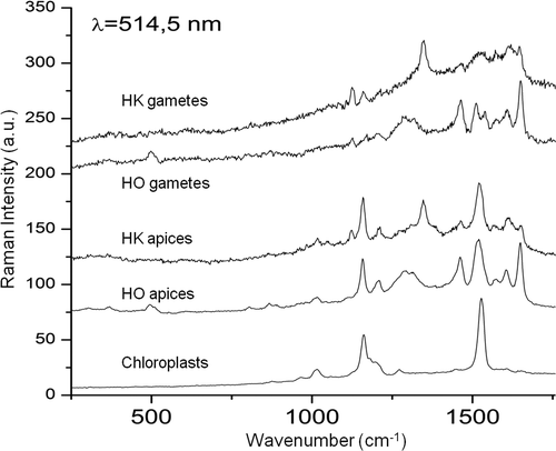 Fig. 13. Raman spectra at 514.5 nm, recorded using vegetative cells in exponential growth phase or gametes from H. karadagensis (HK) and H. ostrearia (HO). The laser was pointed at the coloured areas (apices of vegetative cells, gametes), or at the chloroplasts (vegetative cells).