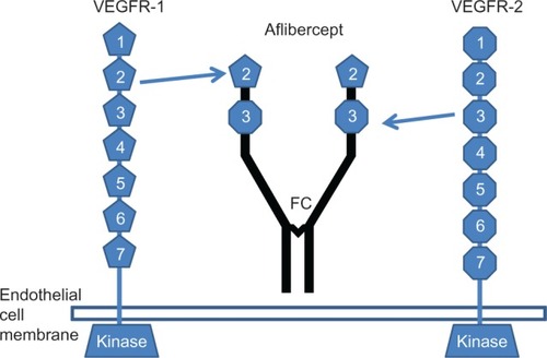Figure 1 Diagram showing the structure of the vascular endothelial growth factor receptor-1 and -2 and the structure of aflibercept (VEGF Trap-eye).