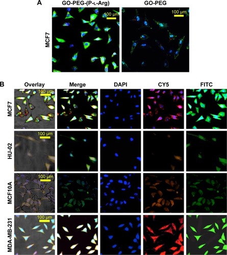 Figure 8 Confocal microscopy of different cell internalization of FITC/GO-PEG and FITC/GO-PEG-(P-l-Arg) in MCF7 cell line during 90 min (A). Cellular localization of FITC/GO-PEG-(P-l-Arg)/scramble-cy5 was visualized by confocal microscope in different cell lines (B). Green: FITC, red: CY5-scramble; and blue: DAPI.Abbreviations: GO, graphene oxide; PEG, polyethylene glycol; P-l-Arg, poly-l-arginine; FITC, fluorescein isothiocyanate.