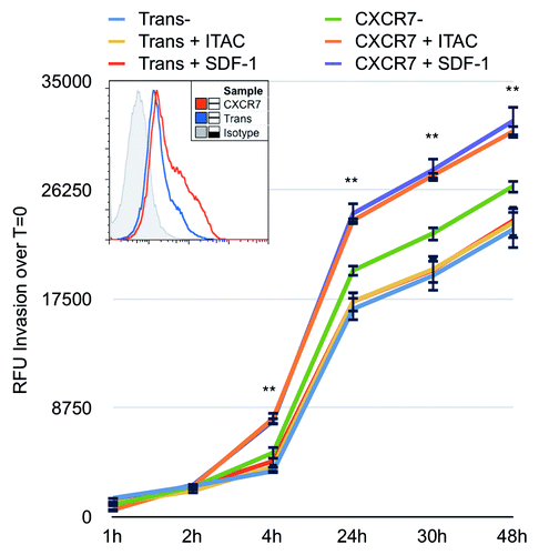 Figure 6. CXCR7 expression enhances EC invasion toward CXCR7 ligands. iLEC were infected with Trans or Trans+CXCR7. At 20 h post-infection cells were labeled with Calcein-AM dye, trypsinized, and transferred to matrigel-coated Fluoroblok™ invasion plates with ITAC/CXCL11 at 50 ng/ml, SDF-1/CXCL12 at 50 ng/ml, or no ligand in the bottom chamber. Invasion was measured via fluorescence accumulation in the bottom chamber at the indicated timepoints. Individual wells were normalized to fluorescence intensity at t = 0 and RFU increases were averaged for each condition. n = 16 wells per condition and data are representative of three independent experiments. **P < 0.001 for both CXCR7+SDF-1 and CXCR7+ITAC compared with unstimulated Trans control. A subset of cells was stained prior to seeding for HA-CXCR7 by flow cytometry to control for adenovirus transduction efficiency (histogram, inset).