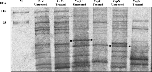 Figure 4.  Cell surface localization of YapC and YapN determined by protease accessibility experiments and SDS-PAGE analysis. The gel was silver stained. M: molecular markers. C. V: cloning vector. Treated samples came from whole RW193 cells incubated with 10 µg/ml of Proteinase K followed by OM isolation. Dotted positions are indicated to compare the presence and disappearance of YapC and YapN protein bands.