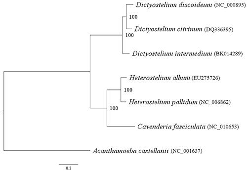 Figure 1. The maximum likelihood (ML) phylogeny built based on 34 proteins translated from mitochondrial genes of seven species of dictyostelids with LG + G + F model and 1000 bootstrap replicates.