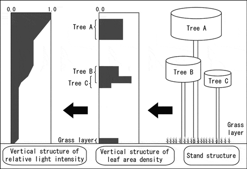 Figure 5 A light-competition model among trees in the Hybrid3 dynamic global vegetation model (DGVM). The simulation unit of this model is an individual tree, which competes with other trees for sunlight. Only the vertical one-directional distribution of leaves is considered, as follows: light penetrates forest stands from the top to the bottom, becoming weaker as it impacts leaves. In this way, the absorbed sunlight is distributed among individual trees according to the vertical position of their foliage.