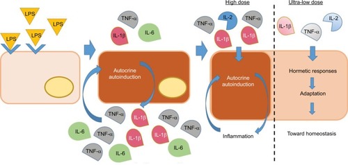 Figure 7 Hormesis: proposed mechanism of ULD MI medicines.Notes: Human monocytes exposed to the bacterial endotoxin LPS respond by expressing pro-inflammatory cytokines, which, in turn, induce further cytokines production and secretion, by an amplification system called “autoinduction”. The scheme shows what is hypothesized as the mechanism of action of the tested product and ULD medicines: pro-inflammatory cytokines at ULD employ hormetic responses and an ensuing “state of adaptation” able to drive the cells/organism toward homeostasis.Abbreviations: LPS, lipopolysaccharide; MI, micro-immunotherapy; TNF, tumor necrosis factor; ULD, ultra-low doses.