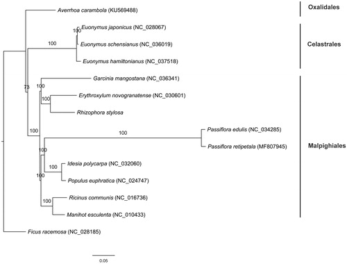 Figure 1. Maximum likelihood tree inferred from chloroplast genome sequences of 14 species. The bootstrap values were based on 1000 replicates.