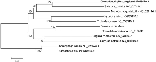 Figure 1.  Neighbor-joining tree was constructed using complete mitogenome of D. osculans with 8 species of Coleoptera.