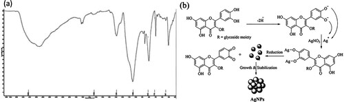 Figure 6. (a) FTIR analysis of AgNPs synthesized by pumpkin seed extracts and (b) Tentative mechanism for the synthesis of AgNPs from pumpkin seed extract.