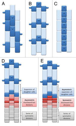 Figure 1. Root epidermis patterning in plants. (A) Type 1 in which any root epidermal cell may produce a root hair, (B) Type II in which only the shorter cells produce root hairs, (C) Type III with a striped pattern in which files of root hairs and non-root hair cells are present. (D-E) Two possibilities for the presence of the alternative pattern of shorter and longer cells—(D) the asymmetric shootward-last division or (E) the asymmetric expansion of identical daughter cells after the symmetrical division.