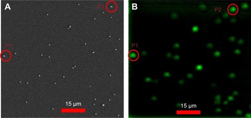 Figure 4 Correlation of optical and SEM images of 80 nm diameter gold nanospheres.Notes: (A) Confocal scattering images of an 80 nm diameter AuNS sample, where P1 and P2 are dimer images. (B) Corresponding correlated SEM images, where P1 and P2 are correlated dimer images. Scale bar = 15 µm.Abbreviations: AuNS, gold nano-spheres; P, particle; SEM, scanning electron microcopy.